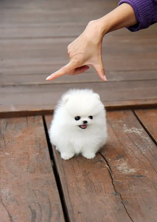 Pretty T-Cup Pomeranian Pups For Sale